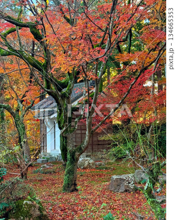浜松・龍潭寺の紅葉 浜松・龍潭寺の紅葉 134665353