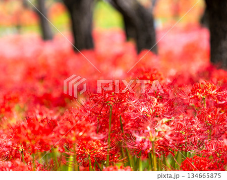 秋の風物詩　華やかに咲いた清楚な彼岸花 134665875