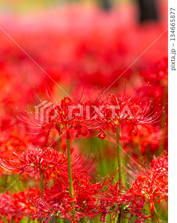 秋の風物詩　華やかに咲いた清楚な彼岸花 134665877