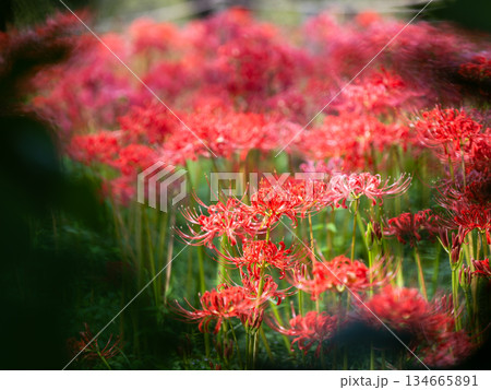 秋の風物詩　華やかに咲いた清楚な彼岸花 134665891