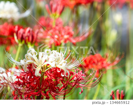 秋の風物詩　華やかに咲いた清楚な彼岸花　紅白 134665912