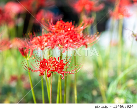 秋の風物詩　華やかに咲いた清楚な彼岸花 134665924