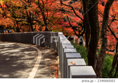 鮮やかな紅葉に包まれた寂光院への参道の風景(犬山市) 鮮やかな紅葉に包まれた寂光院への参道の風景(犬山市) 134666083