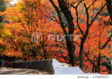 鮮やかな紅葉に包まれた寂光院への参道の風景(犬山市) 鮮やかな紅葉に包まれた寂光院への参道の風景(犬山市) 134666087
