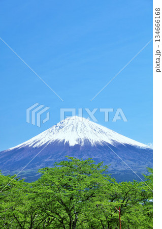 初夏の青空と新緑の風景　そして富士山 134666168