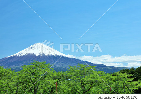 初夏の青空と新緑の風景　そして富士山 134666170