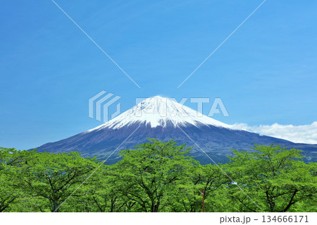 初夏の青空と新緑の風景　そして富士山 134666171