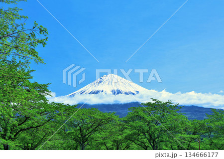 初夏の青空と新緑の風景 そして富士山 初夏の青空と新緑の風景 そして富士山 134666177