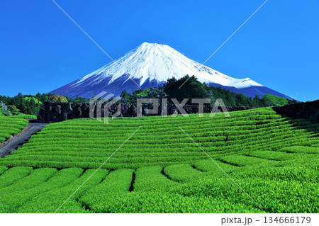 初夏の青空と新緑の茶畑 そして富士山 初夏の青空と新緑の茶畑 そして富士山 134666179