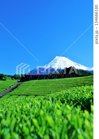 初夏の青空と新緑の茶畑　そして富士山 134666180