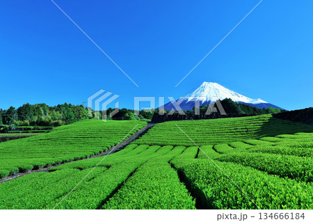 初夏の青空と新緑の茶畑　そして富士山 134666184