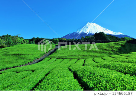 初夏の青空と新緑の茶畑　そして富士山 134666187