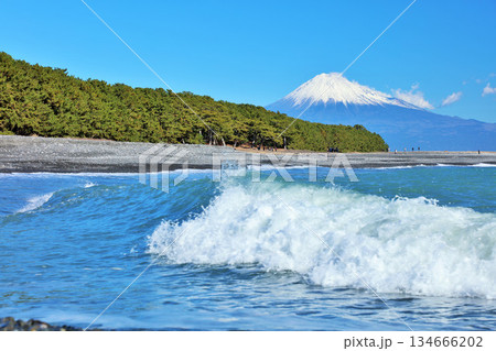 静岡県 青空の三保の松原と富士山 静岡県 青空の三保の松原と富士山 134666202