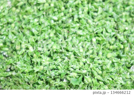 一面に広がるシソの実の写真 134666212