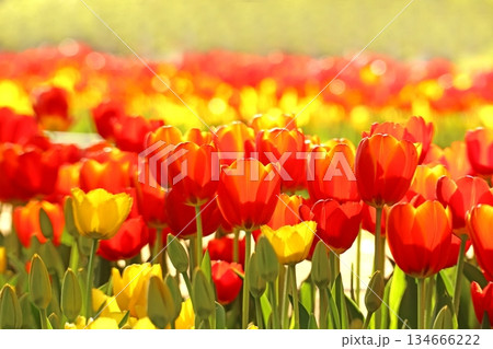 チューリップ 134666222