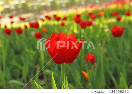 チューリップ チューリップ 134666226