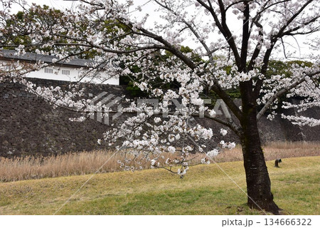 東京都千代田区　乾門通り（春季皇居乾通り一般公開）の冨士見櫓と満開桜 134666322