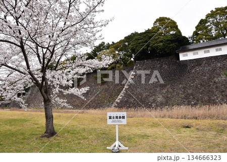 東京都千代田区　乾門通り（春季皇居乾通り一般公開）の満開桜 134666323