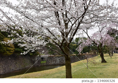東京都千代田区 乾門通り(春季皇居乾通り一般公開)と乾濠と満開桜 東京都千代田区 乾門通り(春季皇居乾通り一般公開)と乾濠と満開桜 134666326