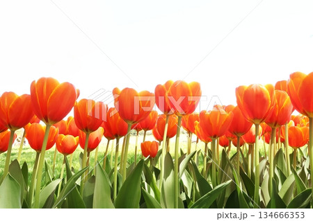 チューリップ 134666353