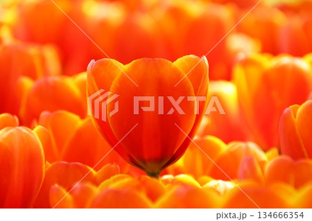 チューリップ 134666354