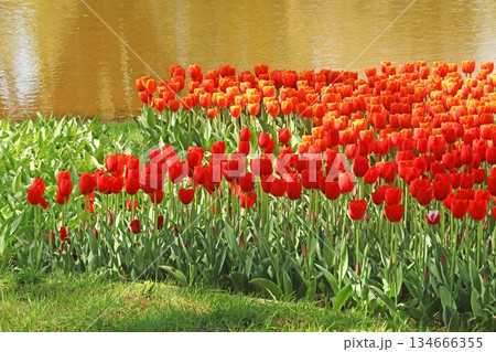 チューリップ チューリップ 134666355