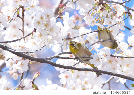 桜の枝にとまるメジロ 134666534
