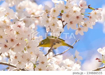桜の花の蜜を吸うメジロ 134666535