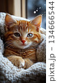 Cute orange tabby kitten relaxing on a cozy blanket. Generative AI 134666544