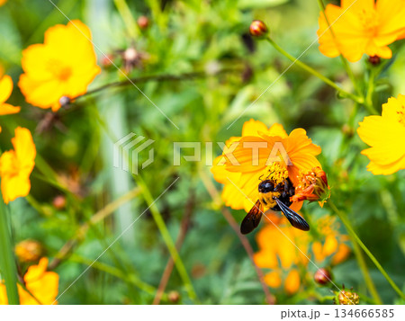 懸命にキバナコスモスの蜜を集める大きなクマバチ 懸命にキバナコスモスの蜜を集める大きなクマバチ 134666585