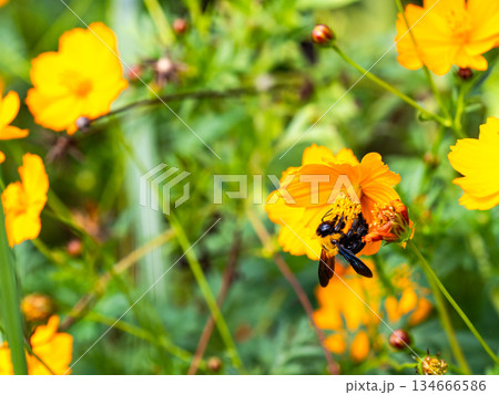 懸命にキバナコスモスの蜜を集める大きなクマバチ 懸命にキバナコスモスの蜜を集める大きなクマバチ 134666586