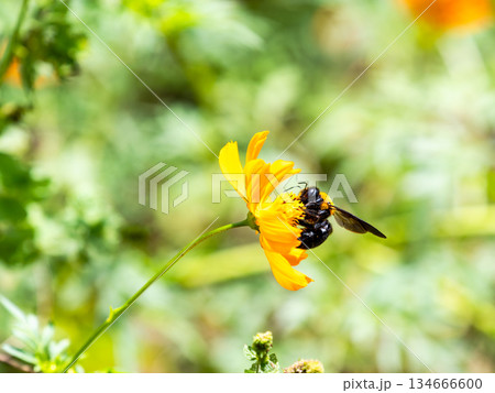 懸命にキバナコスモスの蜜を集める大きなクマバチ 134666600