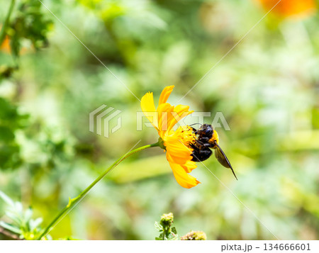 懸命にキバナコスモスの蜜を集める大きなクマバチ 134666601