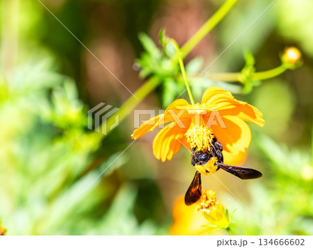 懸命にキバナコスモスの蜜を集める大きなクマバチ 懸命にキバナコスモスの蜜を集める大きなクマバチ 134666602