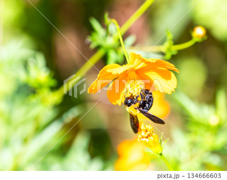 懸命にキバナコスモスの蜜を集める大きなクマバチ 懸命にキバナコスモスの蜜を集める大きなクマバチ 134666603