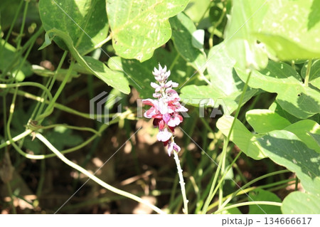 クズの花の写真 クズの花の写真 134666617