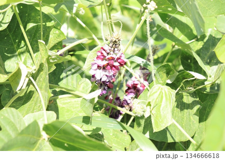 クズの花の写真 134666618