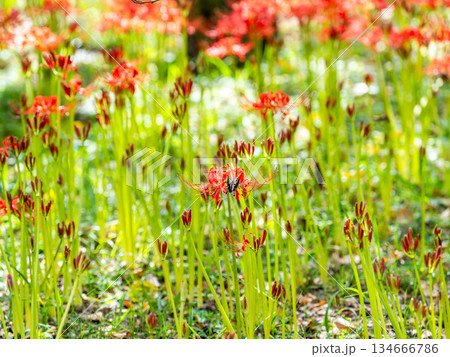 満開の彼岸花の蜜を吸うアゲハチョウ 134666786