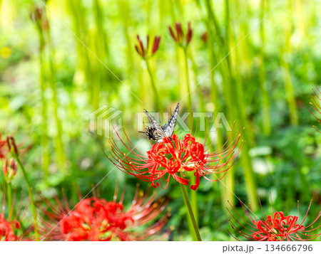 満開の彼岸花の蜜を吸うアゲハチョウ 134666796