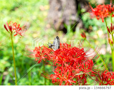 満開の彼岸花の蜜を吸うアゲハチョウ 満開の彼岸花の蜜を吸うアゲハチョウ 134666797