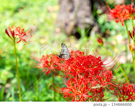 満開の彼岸花の蜜を吸うアゲハチョウ 満開の彼岸花の蜜を吸うアゲハチョウ 134666800