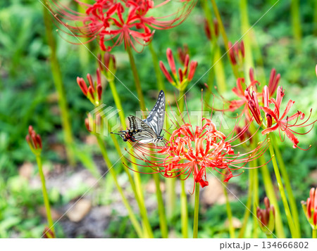 満開の彼岸花の蜜を吸うアゲハチョウ 134666802