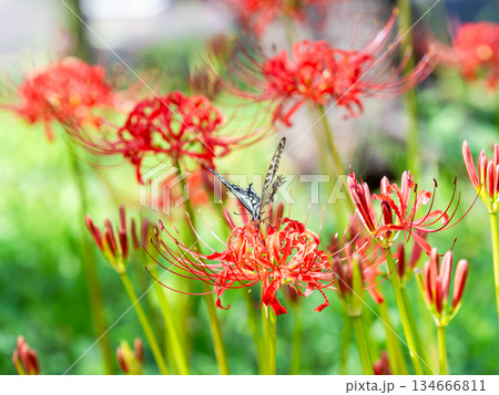 満開の彼岸花の蜜を吸うアゲハチョウ 134666811
