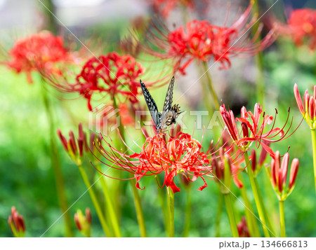 満開の彼岸花の蜜を吸うアゲハチョウ 134666813