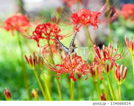 満開の彼岸花の蜜を吸うアゲハチョウ 134666814