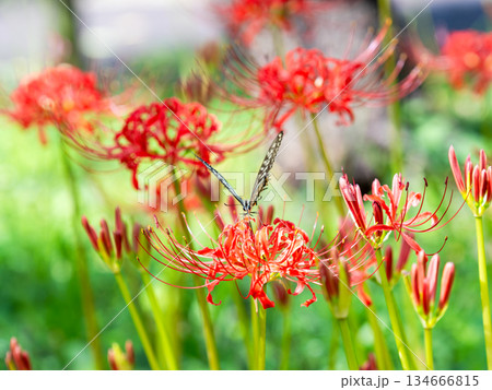 満開の彼岸花の蜜を吸うアゲハチョウ 満開の彼岸花の蜜を吸うアゲハチョウ 134666815