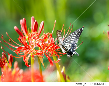 満開の彼岸花の蜜を吸うアゲハチョウ 134666817