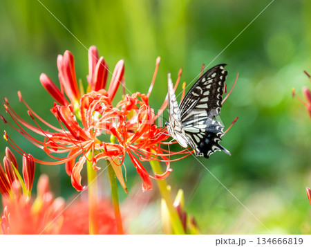 満開の彼岸花の蜜を吸うアゲハチョウ 満開の彼岸花の蜜を吸うアゲハチョウ 134666819