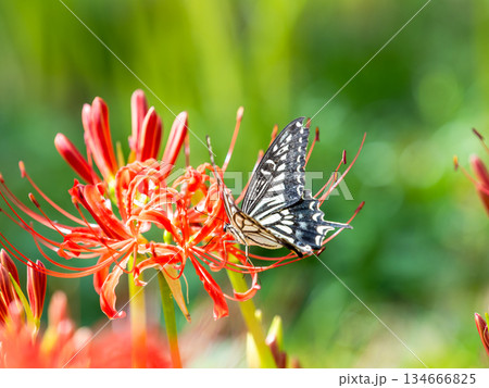 満開の彼岸花の蜜を吸うアゲハチョウ 134666825