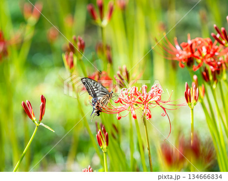 満開の彼岸花の蜜を吸うアゲハチョウ 134666834